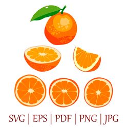 bright orange fruit vector illustrations