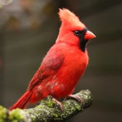 Felted realistic toy Bird Red cardinal  Felt art doll Needle Felted Animals