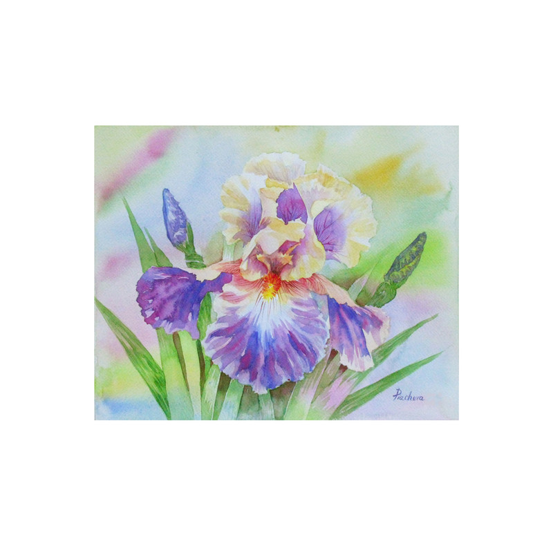 Yellow Violet Iris in the Gardens Poster by Natalia Piacheva_1.jpg