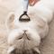 petdemattingcombandgrooming3.png