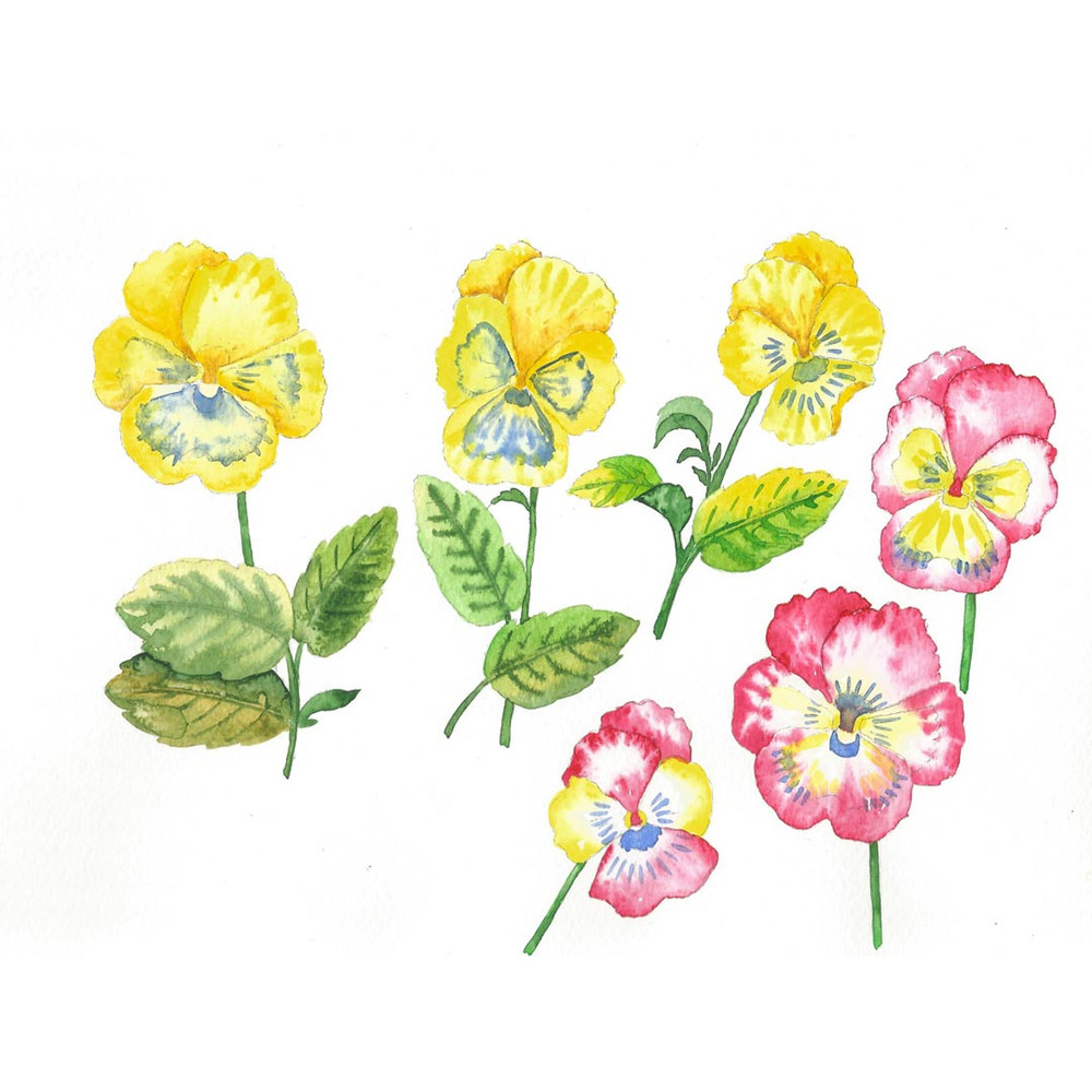 Pansies Yellow and Pink 1.jpg