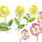 Pansies Yellow and Pink 1.jpg