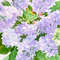 Bouquet of Lilac 3.jpg