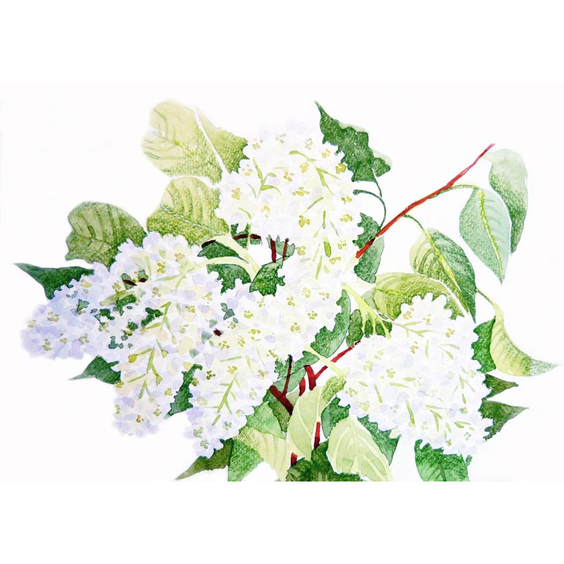 Bird Cherry 2.jpg
