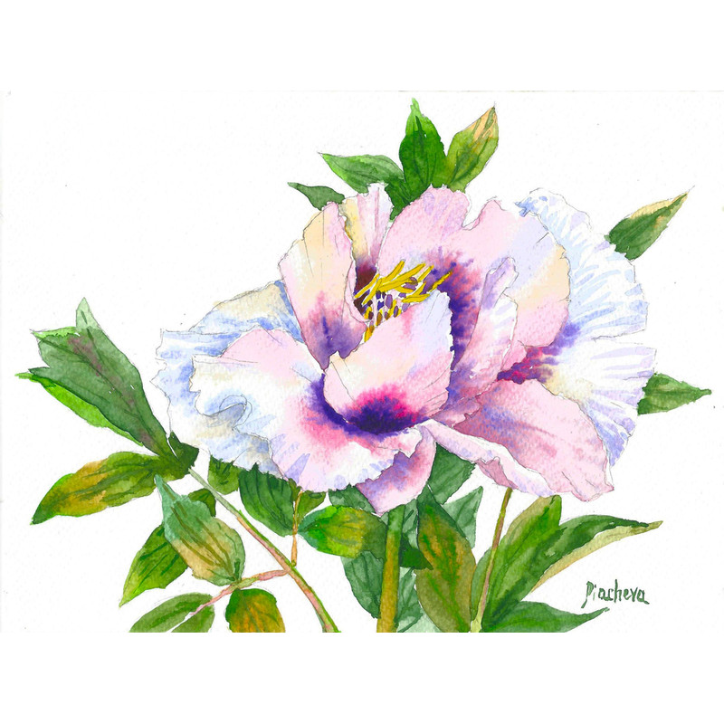 Древовидный пион с розовыми лепестками_1.jpg