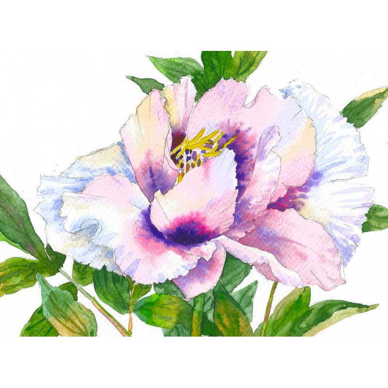 Древовидный пион с розовыми лепестками_2.jpg