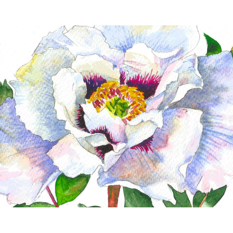 Древовидный пион с белыми лепестками_2.jpg