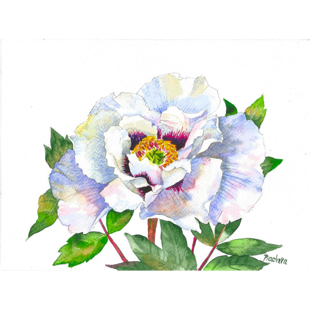 Древовидный пион с белыми лепестками_1.jpg