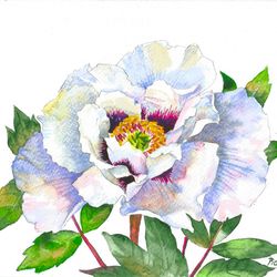 peony with white petals, watercolor original, flower, floral gift