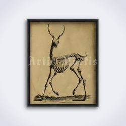 Deer Skeleton antique zoology, anatomy illustration, printable art, print, poster (Digital Download)