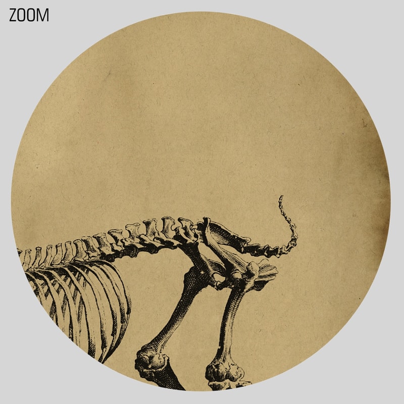 osteographia_deer-zoom1.jpg