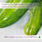 cucumber-1-33.jpg