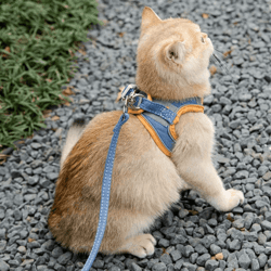 cat luminous harness & leash set