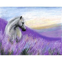 white horse in a lavender field. original oil pastel drawing 8x10''
