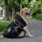 dogbackpackcarrier5.png