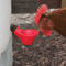watercupsforchickens1.png