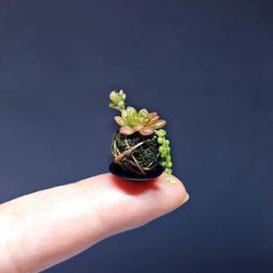 Miniature succulents in a ball 1:12, Kokedama dollhouse with succulents,Miniature plants dollhouse