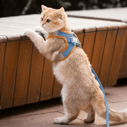 luminous cat vest harness