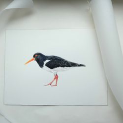 original watercolor oystercatcher, bird, watercolor painting, botanical wall art 12"x 9"