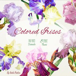 Colored Irises Watercolor Clipart flower, clip art, garden, iris, flowers clipart, floral clipart, Instant Download