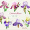 Colored Irises_cover_2.jpg