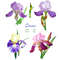 Irises flowers_1_1_1.jpg