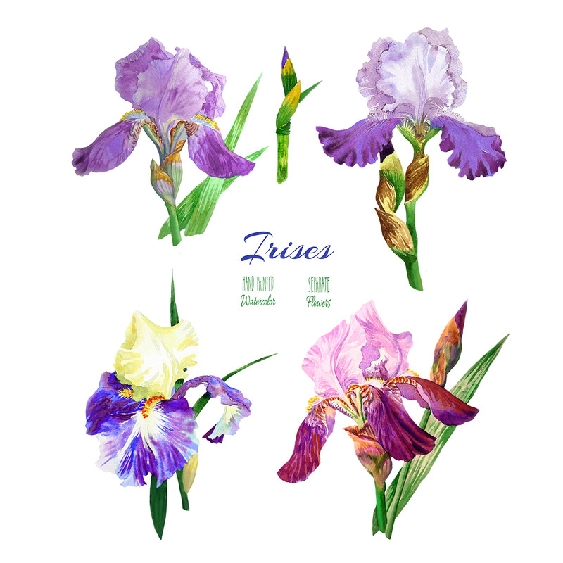 Irises flowers_1_1_1.jpg