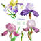 Irises flowers_2_1_1.jpg