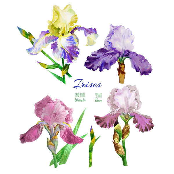 Irises flowers_2_1_1.jpg