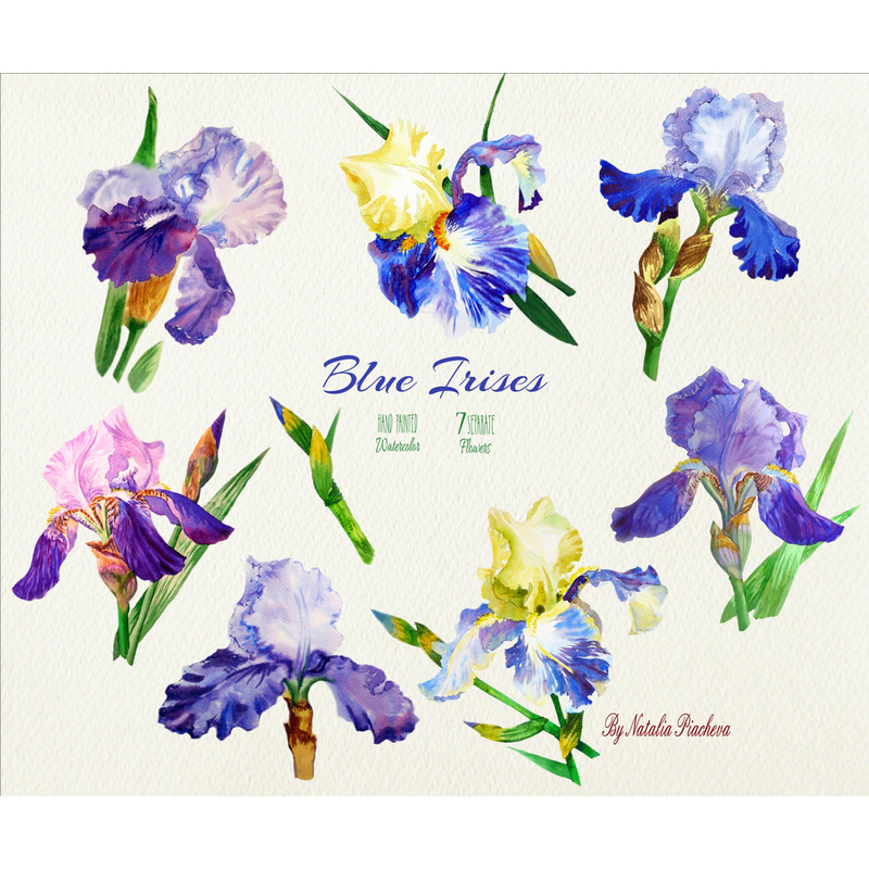 Blue Irises_cover_2_CM.jpg