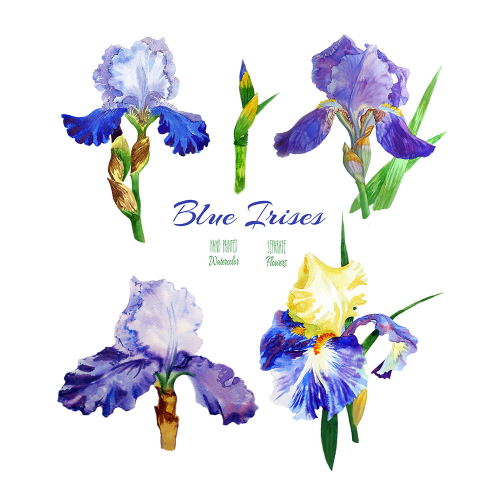 Irises flowers_1_1.jpg