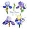 Irises flowers_1_1.jpg