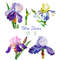 Irises flowers_2_1.jpg