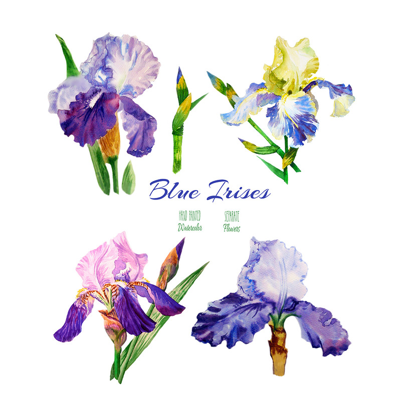 Irises flowers_2_1.jpg