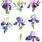 Blue Irises flowers_600.jpg