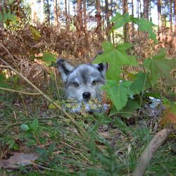 realistic plush wolf portrait plush collectible pet toys replica  pets with photo realistic stuffed animals custom