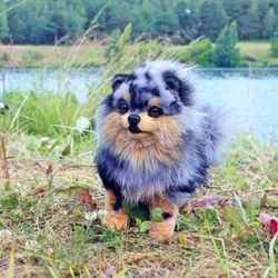 Pomeranian. Collectible Artist toy teddy dog. OOAK Cute doggie teddy. Pomeranian spitz soft toy. Teddy