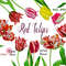 Digital clipart with tulips_new cov 01.jpg