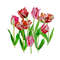 Background with tulips4-03_1.jpg