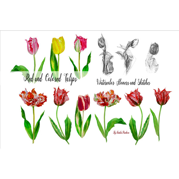 Digital clipart with tulips_new cov 2.jpg