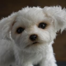 Realistic toy dog Maltese Poodle puppy handmade teddy dog white