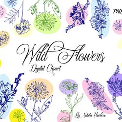 Wild Flowers Clipart with chicory and tagetes, summer botanical  hand drawn sketches, summer  floral. Instant download