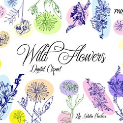 wild flowers clipart with chicory and tagetes, summer botanical  hand drawn sketches, summer  floral. instant download