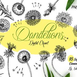 Dandelions Sketches Clipart botanical  hand drawn sketches with spring flowers. Instant download