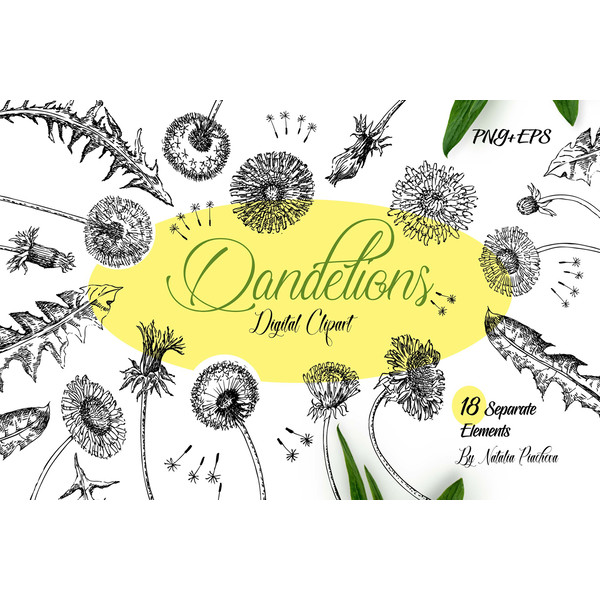 Dandelions Sketches Clipart 1.jpg