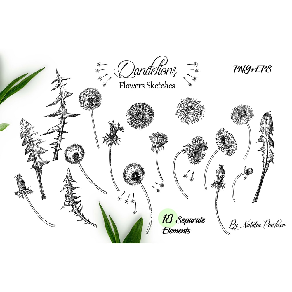 Dandelions Sketches Clipart 2.jpg