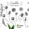 Dandelions Sketches Clipart 2.jpg