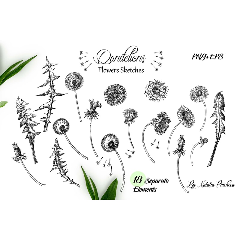 Dandelions Sketches Clipart 2.jpg