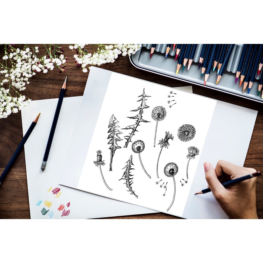 Dandelions Sketches Clipart 3.jpg