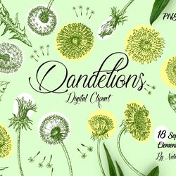 Yellow Dandelions Sketches Clipart botanical  hand drawn sketches with spring flowers. Instant download